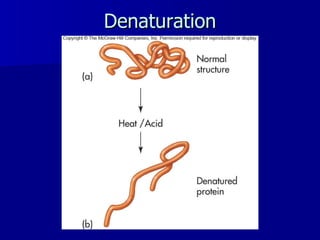 Denaturation 