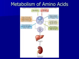 Metabolism of Amino Acids 