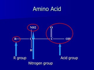Amino Acid R group  Acid group Nitrogen group NH2  O R  C  C  OH H 