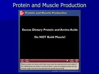 Protein and Muscle Production 