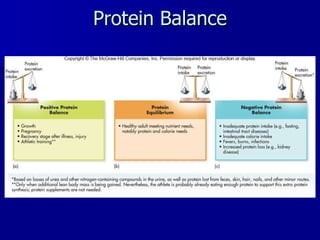 Protein Balance 