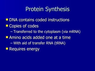 Protein Synthesis DNA contains coded instructions Copies of codes  Transferred to the cytoplasm (via mRNA) Amino acids added one at a time  With aid of transfer RNA (tRNA) Requires energy 