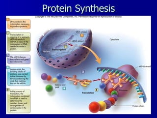 Protein Synthesis 