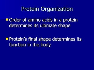 Protein Organization Order of amino acids in a protein determines its ultimate shape Protein ’s final shape determines its function in the body 