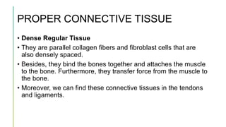 Ch6 tissues | PPTX