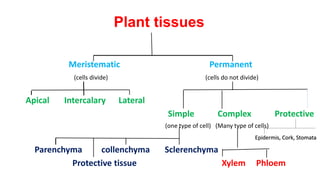 Plant tissues
Meristematic Permanent
(cells divide) (cells do not divide)
Apical Intercalary Lateral
Simple Complex Protective
(one type of cell) (Many type of cells)
Epidermis, Cork, Stomata
Parenchyma collenchyma Sclerenchyma
Protective tissue Xylem Phloem
 