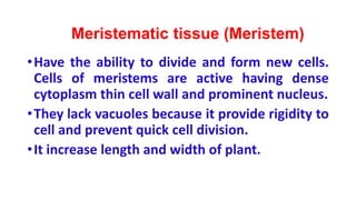 Meristematic tissue (Meristem)
•Have the ability to divide and form new cells.
Cells of meristems are active having dense
cytoplasm thin cell wall and prominent nucleus.
•They lack vacuoles because it provide rigidity to
cell and prevent quick cell division.
•It increase length and width of plant.
 