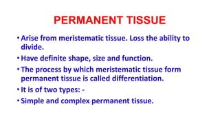 PERMANENT TISSUE
• Arise from meristematic tissue. Loss the ability to
divide.
• Have definite shape, size and function.
• The process by which meristematic tissue form
permanent tissue is called differentiation.
• It is of two types: -
• Simple and complex permanent tissue.
 