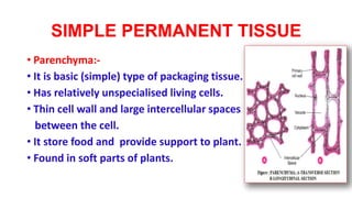 SIMPLE PERMANENT TISSUE
• Parenchyma:-
• It is basic (simple) type of packaging tissue.
• Has relatively unspecialised living cells.
• Thin cell wall and large intercellular spaces
between the cell.
• It store food and provide support to plant.
• Found in soft parts of plants.
 