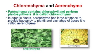 Chlorenchyma and Aerenchyma
• Parenchyma contains chlorophyll and perform
photosynthesis it is called chlorenchyma.
• In aquatic plants, parenchyma has large air space to
provide buoyancy to plants and exchange of gases it is
called aerenchyma.
Chlorenchyma
 