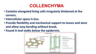 COLLENCHYMA
• Contains elongated living cells irregularly thickened at the
corners.
• Intercellular space is less.
• Provide flexibility and mechanical support to leaves and stem
and allow easy bending without break.
• Found in leaf stalks below the epidermis.
 
