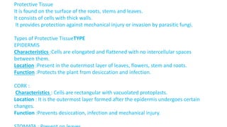 Protective Tissue
It is found on the surface of the roots, stems and leaves.
It consists of cells with thick walls.
It provides protection against mechanical injury or invasion by parasitic fungi.
Types of Protective TissueTYPE
EPIDERMIS
Characteristics :Cells are elongated and flattened with no intercellular spaces
between them.
Location :Present in the outermost layer of leaves, flowers, stem and roots.
Function :Protects the plant from desiccation and infection.
CORK :
Characteristics : Cells are rectangular with vacuolated protoplasts.
Location : It is the outermost layer formed after the epidermis undergoes certain
changes.
Function :Prevents desiccation, infection and mechanical injury.
 