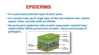 EPIDERMIS
• It is outermost protective layer of plant parts.
• It is usually made up of single layer of flat cells without inter cellular
spaces. Outer and side walls are thicker.
• On aerial parts epidermal cells secretes waxy water resistant layer
called cuticle. Which prevent loss of water , injury and invasion of
pathogens.
 