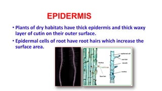 EPIDERMIS
• Plants of dry habitats have thick epidermis and thick waxy
layer of cutin on their outer surface.
• Epidermal cells of root have root hairs which increase the
surface area.
 