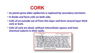 CORK
• As plants grow older epidermis is replaced by secondary meristem.
• It divide and form cells on both side.
• Cells of on outside cut of from this layer and form several layer thick
cork or bark.
• Cells of cork are dead, without intercellular spaces and have
chemical suberin in their walls.
 