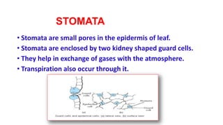 STOMATA
• Stomata are small pores in the epidermis of leaf.
• Stomata are enclosed by two kidney shaped guard cells.
• They help in exchange of gases with the atmosphere.
• Transpiration also occur through it.
 