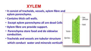 XYLEM
• It consist of tracheids, vessels, xylem fibre and
xylem parenchyma.
• Contains thick cell walls.
• Except xylem parenchyma all are dead Cells.
• Xylem fibre are provide support.
• Parenchyma store food and do sidewise
conduction.
• Tracheids and vessels are tubular structure
which conduct water and minerals vertically.
 