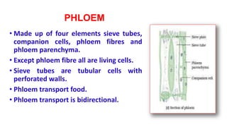 PHLOEM
• Made up of four elements sieve tubes,
companion cells, phloem fibres and
phloem parenchyma.
• Except phloem fibre all are living cells.
• Sieve tubes are tubular cells with
perforated walls.
• Phloem transport food.
• Phloem transport is bidirectional.
 