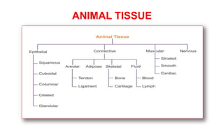 ANIMAL TISSUE
 