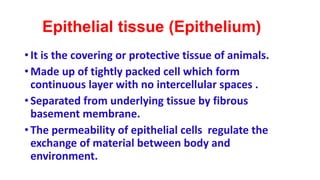 Epithelial tissue (Epithelium)
• It is the covering or protective tissue of animals.
• Made up of tightly packed cell which form
continuous layer with no intercellular spaces .
• Separated from underlying tissue by fibrous
basement membrane.
• The permeability of epithelial cells regulate the
exchange of material between body and
environment.
 