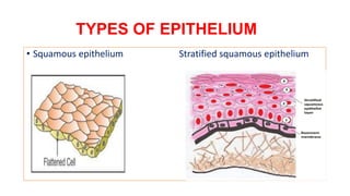 TYPES OF EPITHELIUM
• Squamous epithelium Stratified squamous epithelium
 