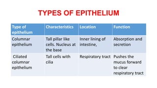 TYPES OF EPITHELIUM
Type of
epithelium
Characteristics Location Function
Columnar
epithelium
Tall pillar like
cells. Nucleus at
the base
Inner lining of
intestine,
Absorption and
secretion
Ciliated
columnar
epithelium
Tall cells with
cilia
Respiratory tract Pushes the
mucus forward
to clear
respiratory tract
 