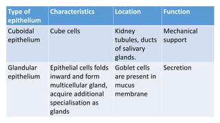 Type of
epithelium
Characteristics Location Function
Cuboidal
epithelium
Cube cells Kidney
tubules, ducts
of salivary
glands.
Mechanical
support
Glandular
epithelium
Epithelial cells folds
inward and form
multicellular gland,
acquire additional
specialisation as
glands
Goblet cells
are present in
mucus
membrane
Secretion
 
