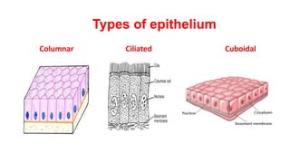 Types of epithelium
Columnar Ciliated Cuboidal
 