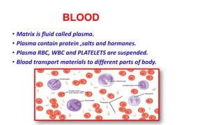 BLOOD
• Matrix is fluid called plasma.
• Plasma contain protein ,salts and hormones.
• Plasma RBC, WBC and PLATELETS are suspended.
• Blood transport materials to different parts of body.
 