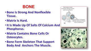 BONE
•Bone Is Strong And Nonflexible
Tissue.
•Matrix Is Hard.
•It Is Made Up Of Salts Of Calcium And
Phosphorus.
•Matrix Contains Bone Cells Or
Osteocytes.
•Bone Form Skeleton That Support
Body And Anchors The Muscle.
 