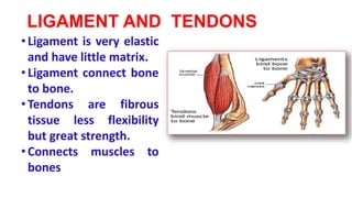 LIGAMENT AND TENDONS
•Ligament is very elastic
and have little matrix.
•Ligament connect bone
to bone.
•Tendons are fibrous
tissue less flexibility
but great strength.
•Connects muscles to
bones
 