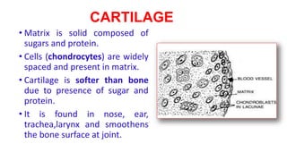 CARTILAGE
• Matrix is solid composed of
sugars and protein.
• Cells (chondrocytes) are widely
spaced and present in matrix.
• Cartilage is softer than bone
due to presence of sugar and
protein.
• It is found in nose, ear,
trachea,larynx and smoothens
the bone surface at joint.
 