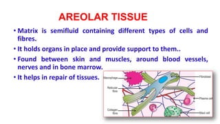 AREOLAR TISSUE
• Matrix is semifluid containing different types of cells and
fibres.
• It holds organs in place and provide support to them..
• Found between skin and muscles, around blood vessels,
nerves and in bone marrow.
• It helps in repair of tissues.
 