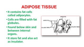ADIPOSE TISSUE
•It contains fat cells
called adipocytes.
•Cells are filled with fat
globules.
•Found below skin and
between internal
organs.
•It store fat and also act
as insulator.
 