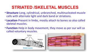 STRIATED /SKELETAL MUSCLES
• Structure-Long, cylindrical, unbranched, multinucleated muscle
cells with alternate light and dark band or striations.
• Location-Present in limbs, mostly attach to bones so also called
skeletal muscles.
• Function-Help in body movement, they move as per our will so
called voluntary muscles.
 