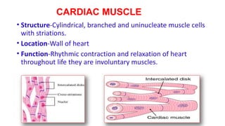 CARDIAC MUSCLE
• Structure-Cylindrical, branched and uninucleate muscle cells
with striations.
• Location-Wall of heart
• Function-Rhythmic contraction and relaxation of heart
throughout life they are involuntary muscles.
 