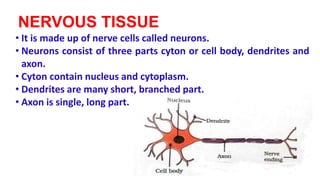 NERVOUS TISSUE
• It is made up of nerve cells called neurons.
• Neurons consist of three parts cyton or cell body, dendrites and
axon.
• Cyton contain nucleus and cytoplasm.
• Dendrites are many short, branched part.
• Axon is single, long part.
 