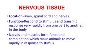 NERVOUS TISSUE
•Location-Brain, spinal cord and nerves.
•Function-Respond to stimulus and transmit
response very rapidly from one part to another.
In the body.
•Nerves and muscles form functional
combination which make animals to move
rapidly in response to stimuli.
 