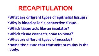 RECAPITULATION
•What are different types of epithelial tissues?
•Why is blood called a connective tissue.
•Which tissue acts like an insulator?
•Which tissue connects bone to bone?
•What are different types of muscles?
•Name the tissue that transmits stimulus in the
body.
 
