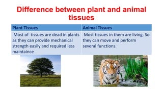 Difference between plant and animal
tissues
Plant Tissues Animal Tissues
Most of tissues are dead in plants
as they can provide mechanical
strength easily and required less
maintaince
Most tissues in them are living. So
they can move and perform
several functions.
 