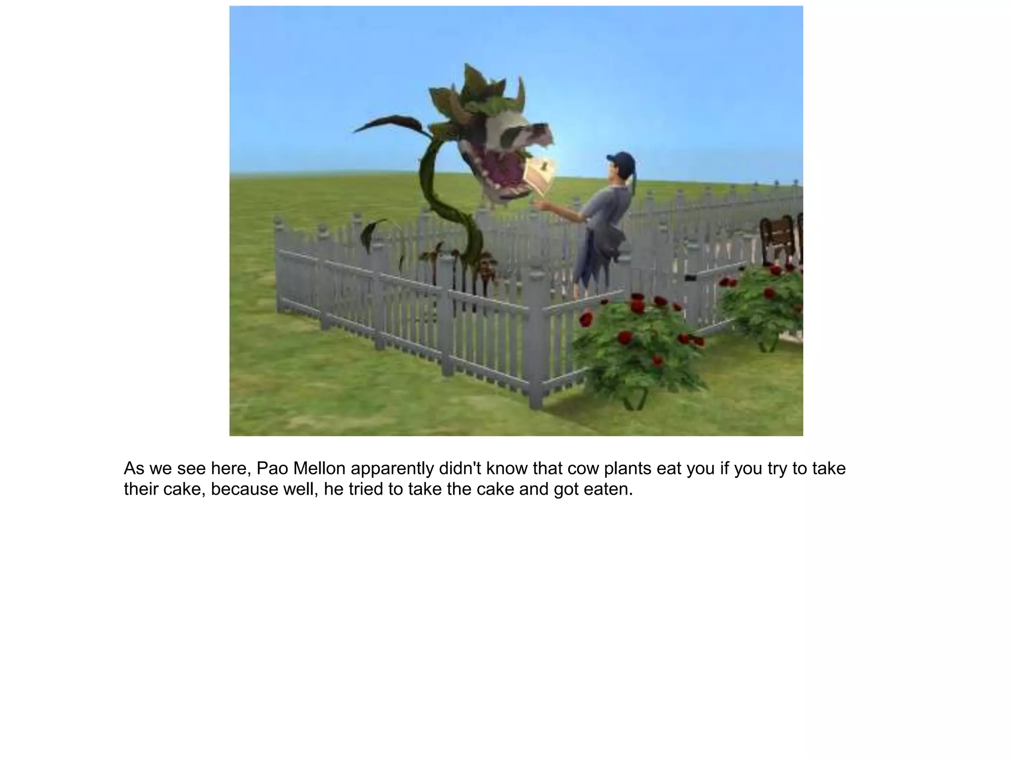 As we see here, Pao Mellon apparently didn't know that cow plants eat you if you try to take
their cake, because well, he tried to take the cake and got eaten.
 