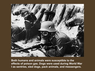Both humans and animals were susceptible to the
effects of poison gas. Dogs were used during World War
I as sentries, sled dogs, pack animals, and messengers.
 