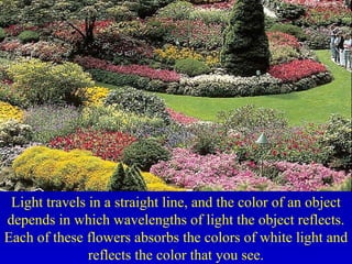 Light travels in a straight line, and the color of an object
depends in which wavelengths of light the object reflects.
Each of these flowers absorbs the colors of white light and
reflects the color that you see.
 