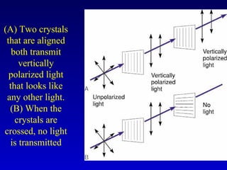 (A) Two crystals
that are aligned
both transmit
vertically
polarized light
that looks like
any other light.
(B) When the
crystals are
crossed, no light
is transmitted
 