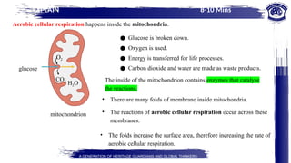 Ch7-the introduction to Cellular respiration and their stages .ppt.pptx