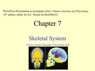 Chapter 7 Skeletal System PowerPoint Presentation to accompany  Hole’s Human Anatomy and Physiology,  10 th  edition ,  edited   by S.C. Wache for Biol2064.01 Falsely colored radiograph of the human skull. 