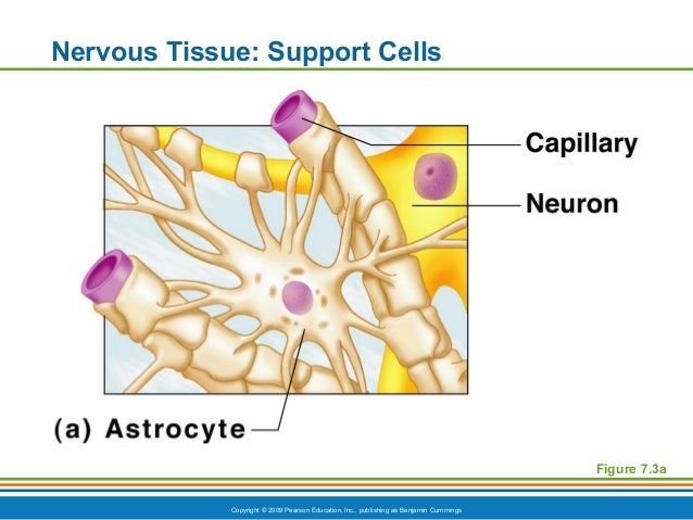 Ch7appt nervous function and cells