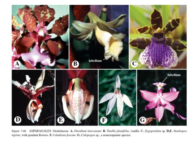 Chb Botany Lecture