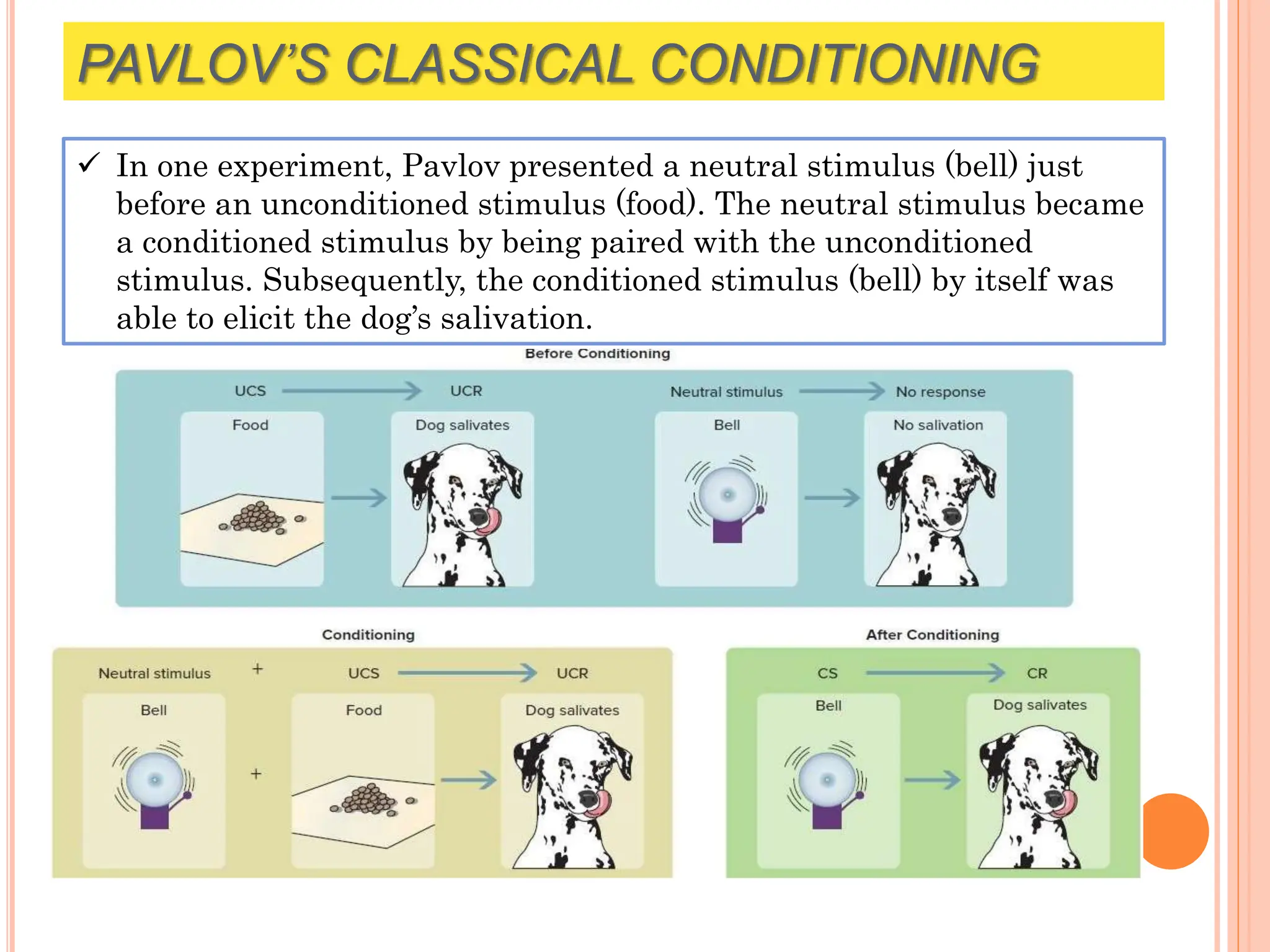 PAVLOV’S CLASSICAL CONDITIONING
 In one experiment, Pavlov presented a neutral stimulus (bell) just
before an unconditioned stimulus (food). The neutral stimulus became
a conditioned stimulus by being paired with the unconditioned
stimulus. Subsequently, the conditioned stimulus (bell) by itself was
able to elicit the dog’s salivation.
 