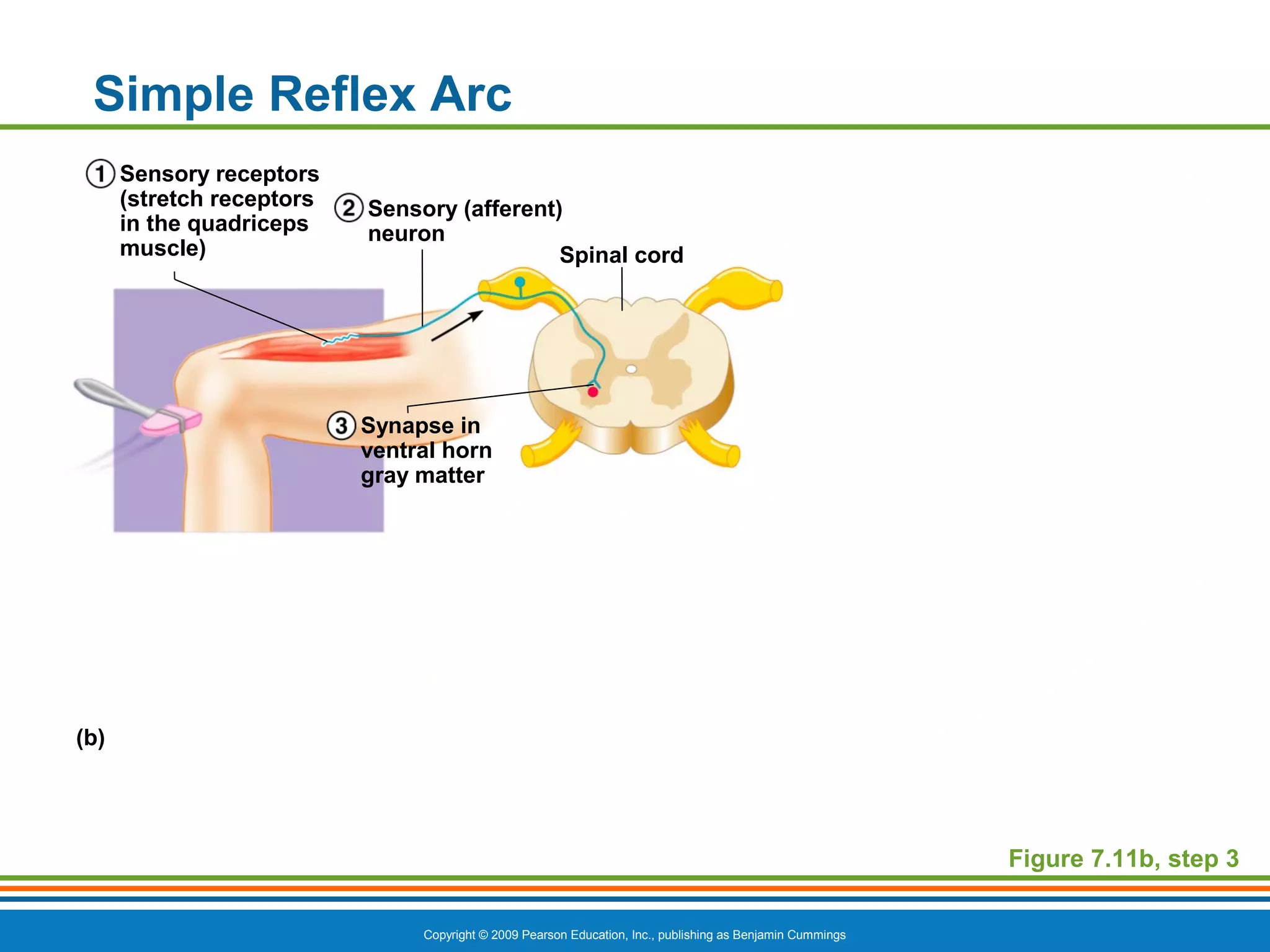 Ch7bppt nerve impulses and reflexes | PPT